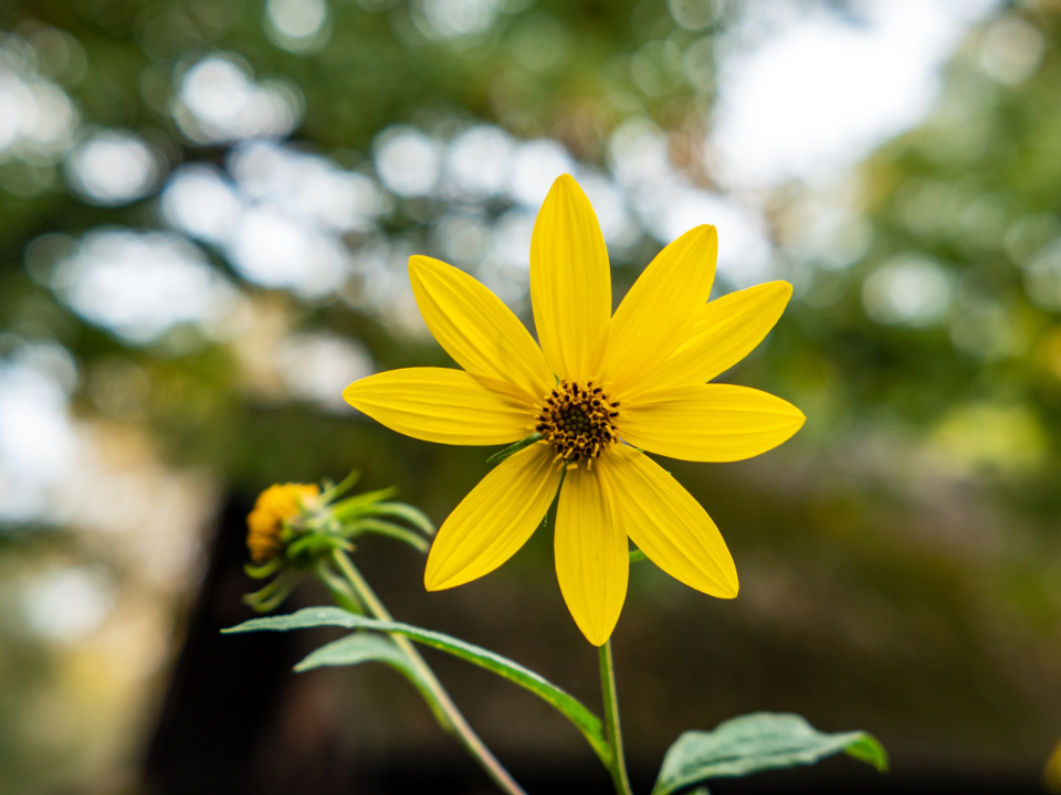 秋日里的菊芋花 无版权可商用图片素材 免费下载！-优享侠