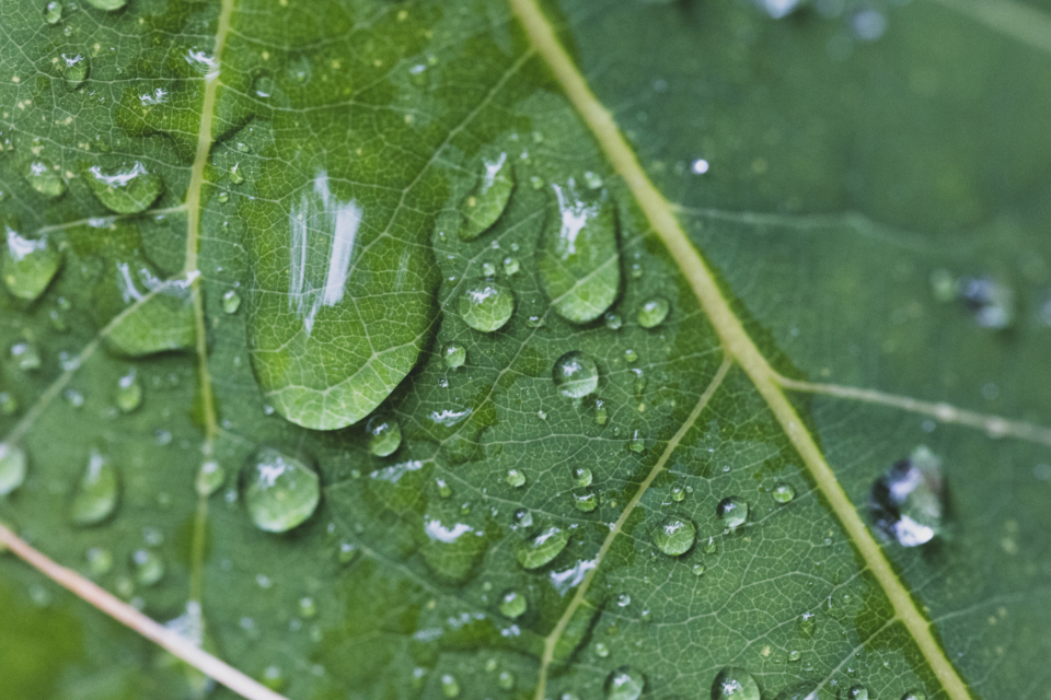 雨后绿叶上的水珠 无版权可商用图片素材 免费下载！-优享侠