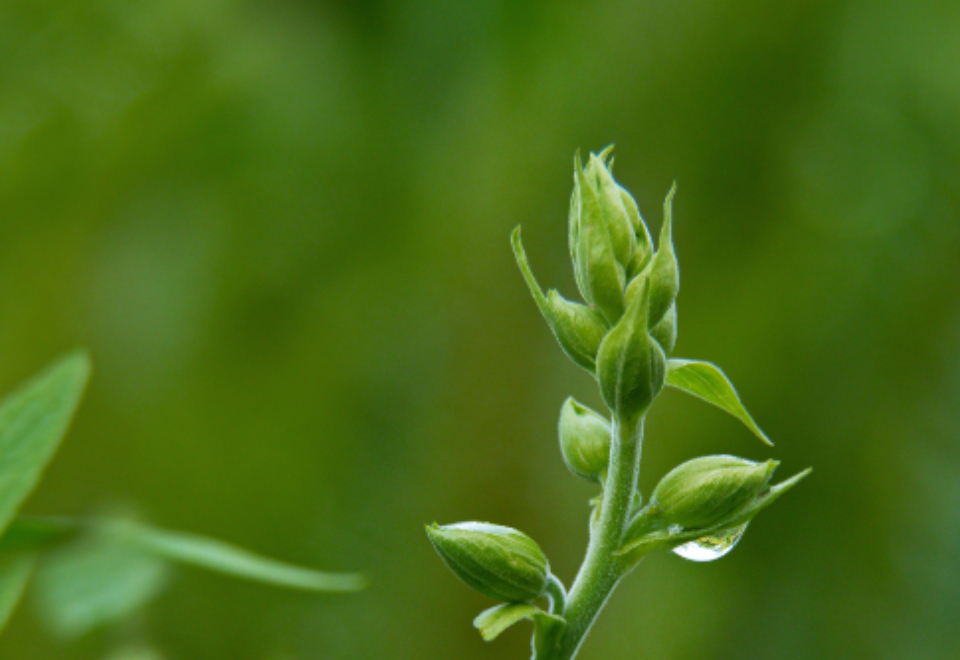 晨露之舞 – 新生植物的希望之光 无版权可商用图片素材 免费下载！-优享侠