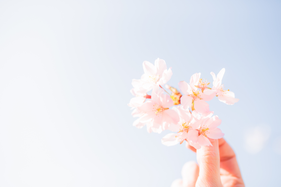 樱花的春天 无版权可商用图片素材 免费下载！-优享侠