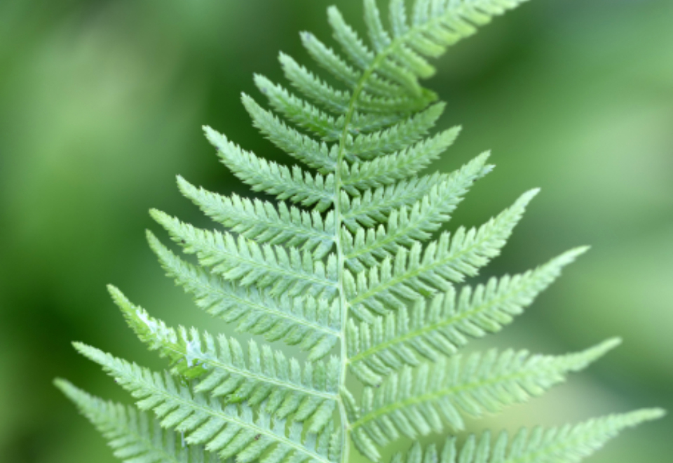 清新雅致的蕨类植物特写 无版权可商用图片素材 免费下载！-优享侠
