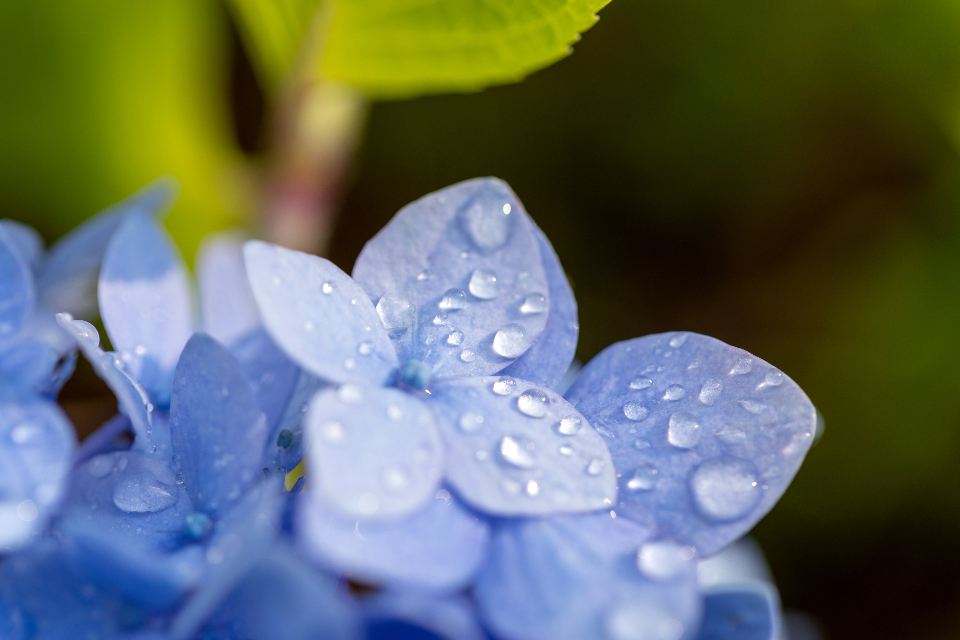 雨后初晴：绣球花上的露珠奇遇记 无版权可商用图片素材 免费下载！-优享侠