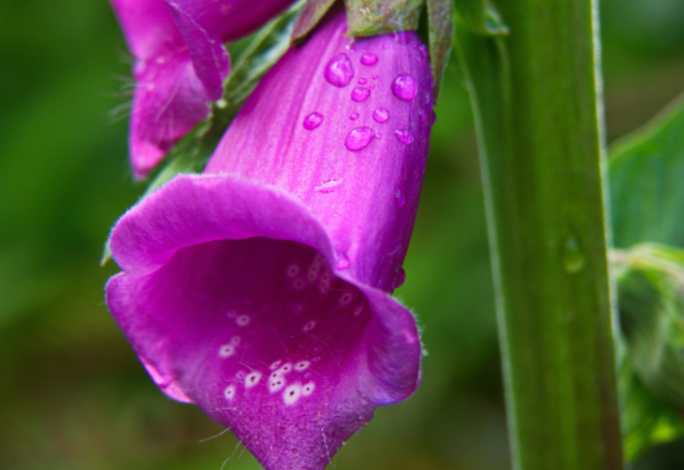 雨后初晴：紫铃花的清新瞬间 无版权可商用图片素材 免费下载！-优享侠