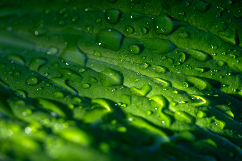 雨后绿叶的清新世界：水珠的微观艺术 无版权可商用图片素材 免费下载！-优享侠