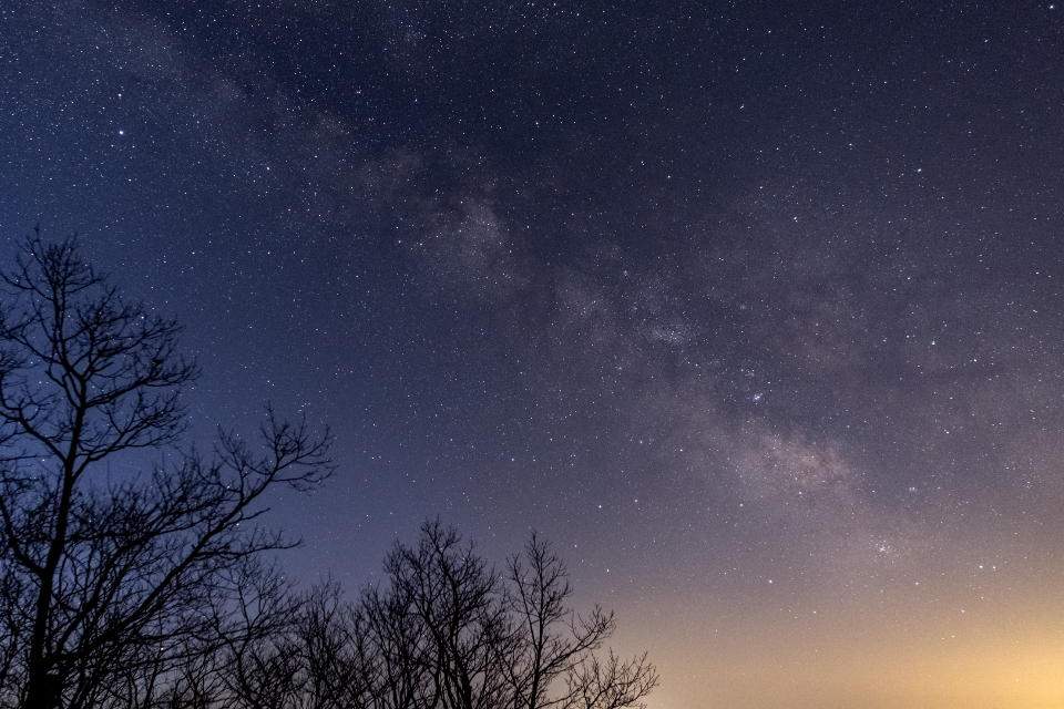繁星点点：夜空下的枝丫剪影 无版权可商用图片素材 免费下载！-优享侠