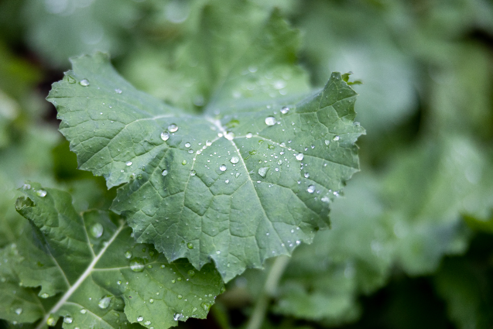 雨后生机 - 蔬菜叶片上的水珠特写 无版权可商用图片素材 免费下载！-优享侠