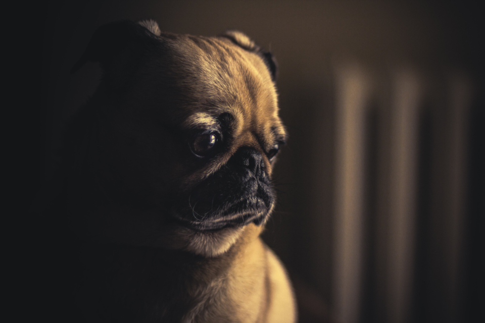 忧郁眼神的小巴哥犬 无版权可商用图片素材 免费下载！-优享侠