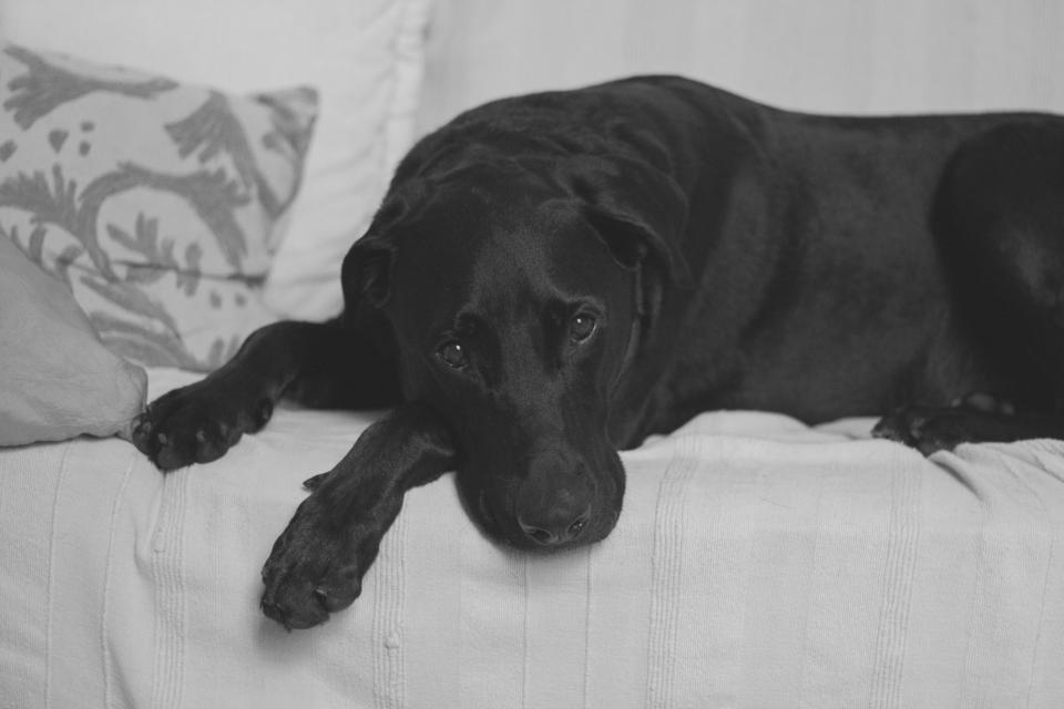 沙发上的黑犬憩息：温馨家居生活的黑白写照 无版权可商用图片素材 免费下载！-优享侠