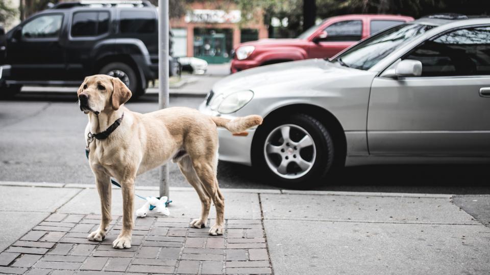 忠诚守候：都市中的黄金猎犬身影 无版权可商用图片素材 免费下载！-优享侠