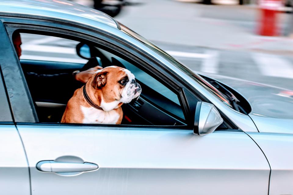 都市旅途中的萌宠伴侣——英斗犬的车窗视角 无版权可商用图片素材 免费下载！-优享侠