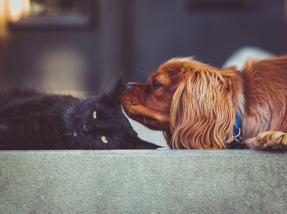 骑士国王查尔斯猎犬与黑猫的亲密瞬间 无版权可商用图片素材 免费下载！-优享侠