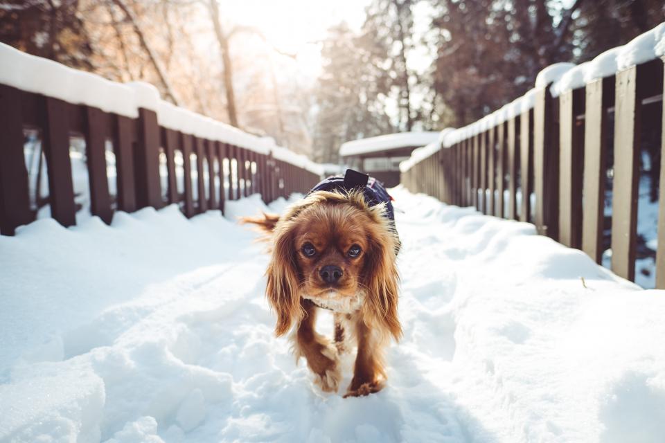 雪中温情：骑士查尔斯猎犬的冬日散步 无版权可商用图片素材 免费下载！-优享侠