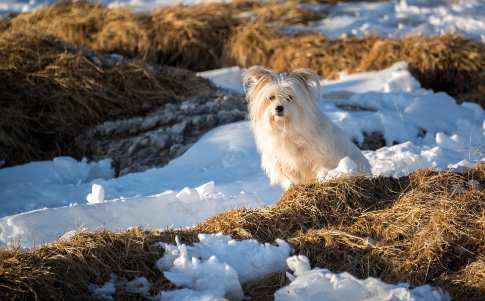 雪地里的守护者：长毛白狗的冬季冒险 无版权可商用图片素材 免费下载！-优享侠