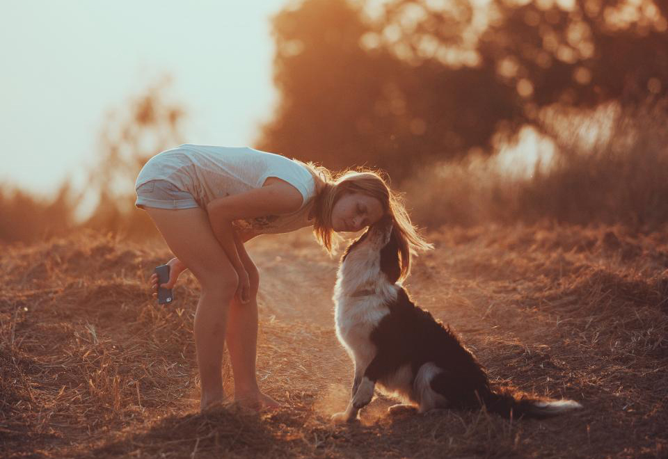 夕阳下的温馨互动:少女与边境牧羊犬的田野之约 无版权可商用图片素材 免费下载!-优享侠