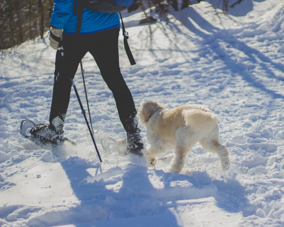 冬日雪地探险：雪鞋与爱犬同行 无版权可商用图片素材 免费下载！-优享侠