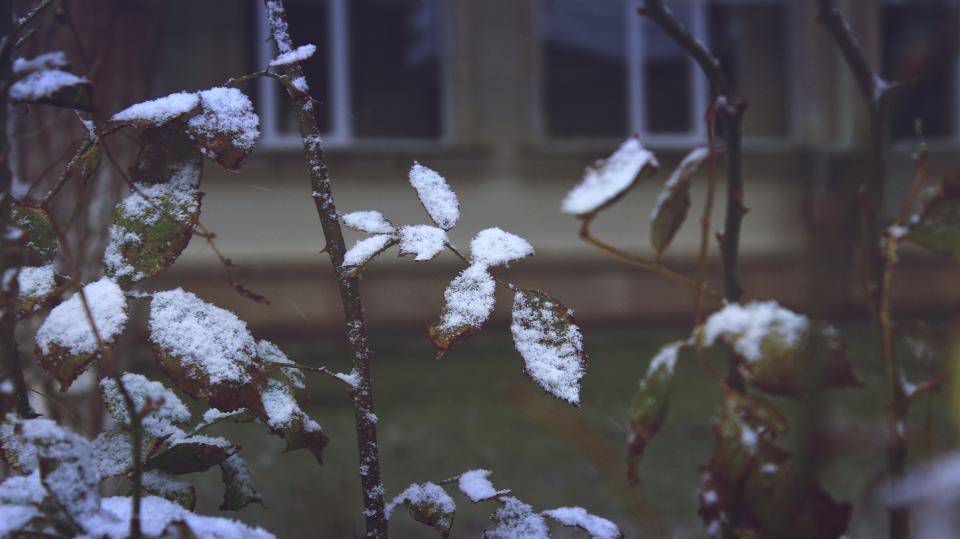 冬日雪景：枯萎玫瑰花枝上的雪花点缀 无版权可商用图片素材 免费下载！-优享侠