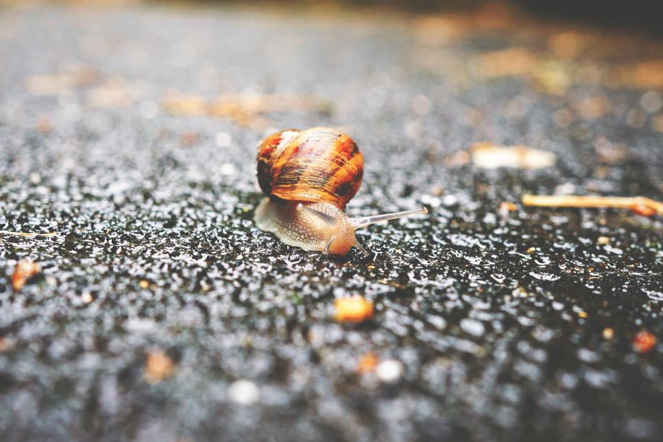 雨后蜗牛漫步：自然界的慢生活哲学 无版权可商用图片素材 免费下载！-优享侠