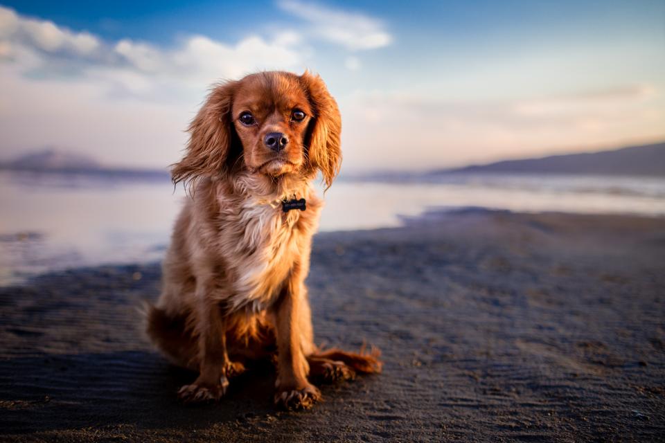 夕阳下的忠诚伙伴：骑士查理王猎犬在海滩上的静谧时光 无版权可商用图片素材 免费下载！-优享侠