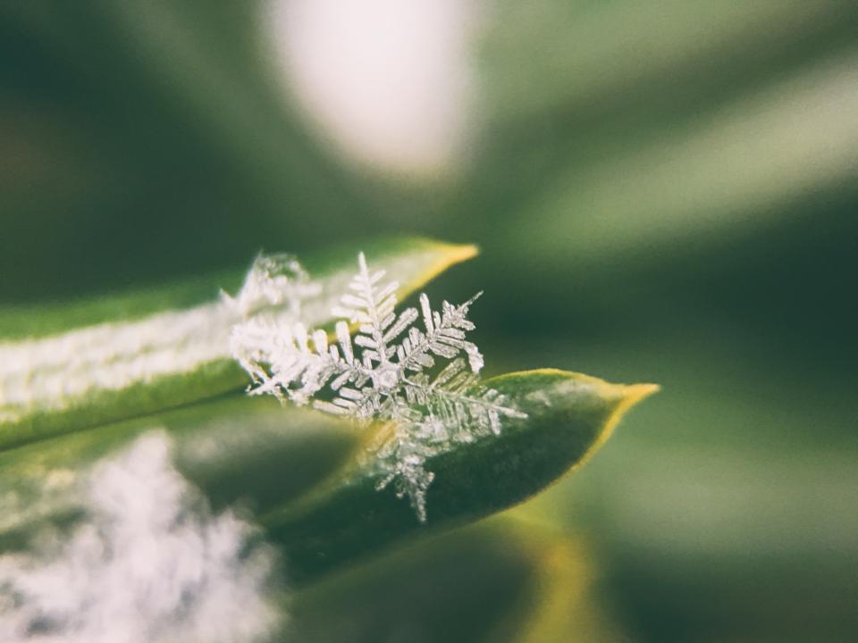 冬日精灵：晶莹剔透的雪花落在绿叶之上 无版权可商用图片素材 免费下载！-优享侠