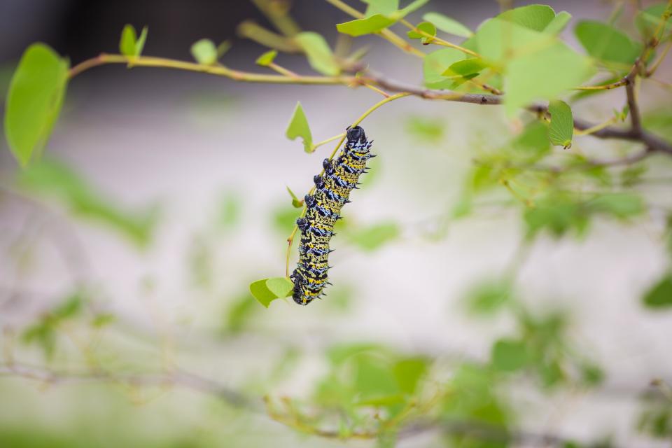 悬挂在枝头的刺毛毛虫 无版权可商用图片素材 免费下载！-优享侠