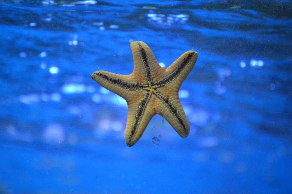 深海之谜——五角星般的海星 无版权可商用图片素材 免费下载！-优享侠