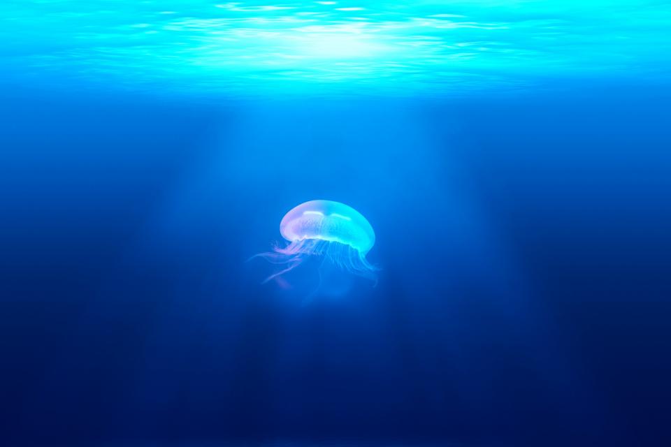 梦幻般的水母漂浮在深邃的蓝色海洋中 无版权可商用图片素材 免费下载！-优享侠