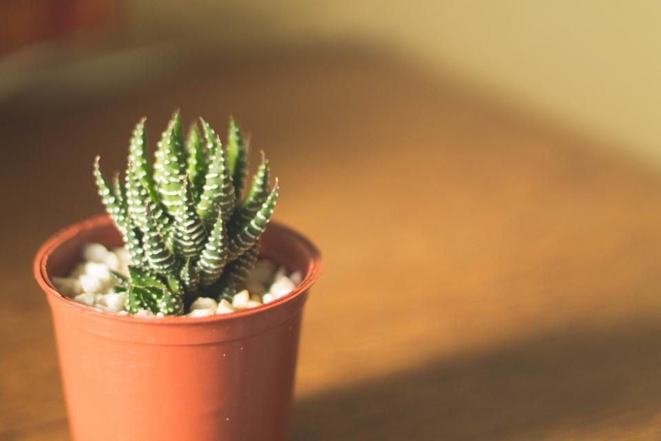 小清新多肉植物：点缀生活的小确幸 无版权可商用图片素材 免费下载！-优享侠