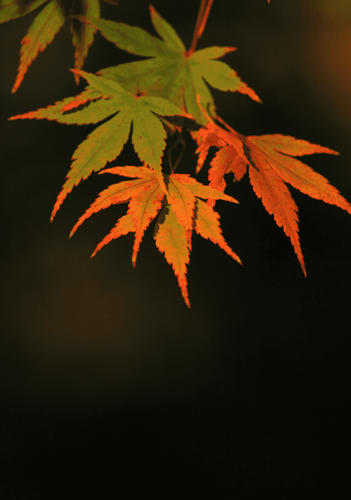 Snipaste_2026-03-30_23-53-58