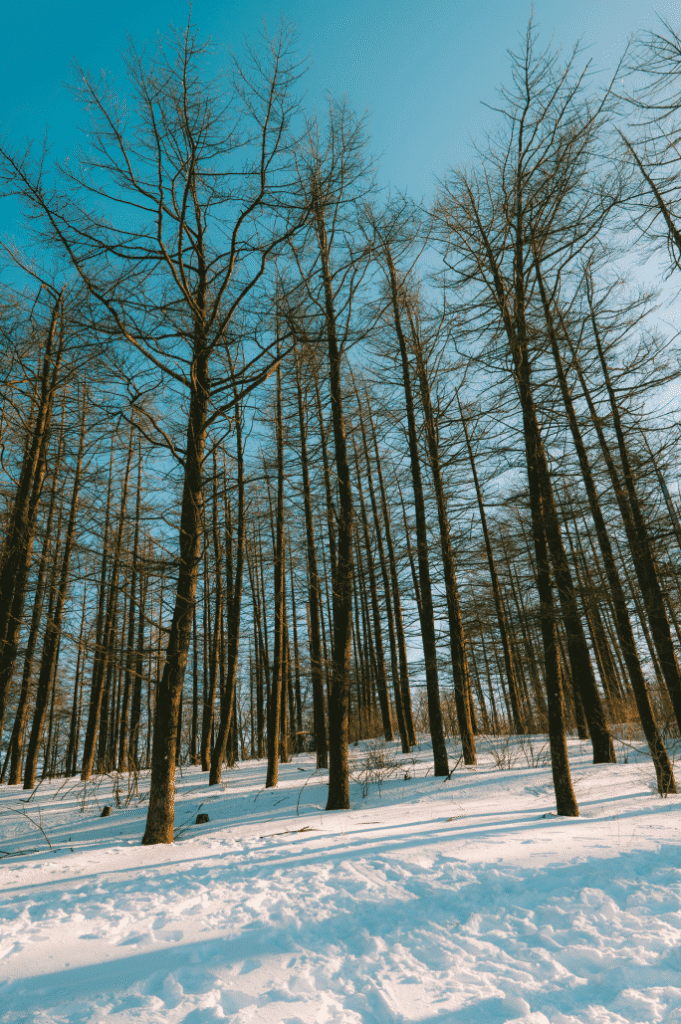 Snipaste_2026-03-31_12-09-10