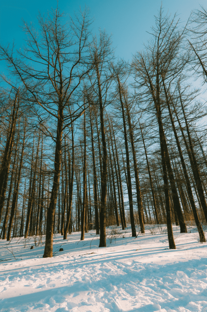 Snipaste_2026-04-02_20-57-08